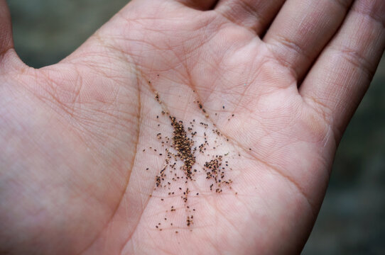 Close up of fine wood dust or frass from wood-boring insects scattered on an open human palm.