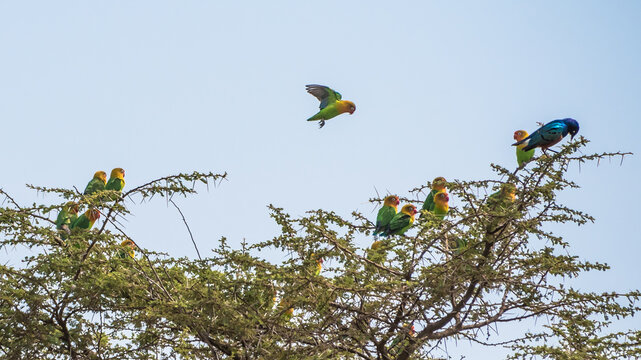 Fischer's lovebirds, Ngorongoro Conservation Area, Tanzania
