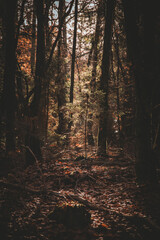 Obraz premium Wald Herbstlicht