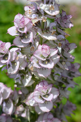 Clary sage pink flowers - Latin name - Salvia sclarea