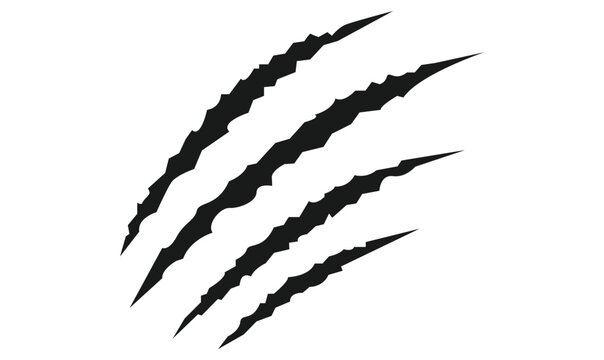 Animal silhouette claw paw marks, tiger, dog, lion, monster, scratches, talons cuts cat, tiger, isolated on transparent background. Vector	illustration.