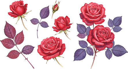 Fototapeta premium A beautiful collection of vibrant red roses and deep purple leaves showcasing delicate petals and elegant stems against a clean white background perfect for floral designs