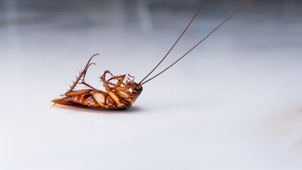 A close-up photograph of a single dead brown cockroach lying upside down on a bright, white floor, symbolizing pest control and improved hygiene.