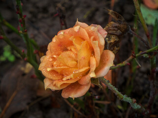 Dewy Orange Rosebud Against Dark Garden Background
