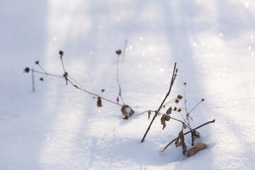 Dry frozen brown grass stems stick out from the bright white snow surface sparkling in the sunlight creating a beautiful minimalist natural winter abstract background texture outdoors