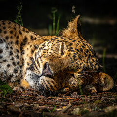 Silent Majesty
Capturing the rare serenity of a leopard at rest, this image blends raw power with peaceful beauty — a striking addition for collectors of fine wildlife photography.