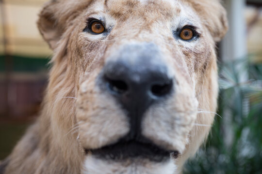 Extreme close up portrait view of a taxidermy lion head with sharp focus on bright amber eyes and a blurred nose creating a detailed dangerous wildlife predator background texture - Powered by Adobe