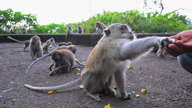 Macaque monkeys eating banana pieces from human hands in Bali mountains