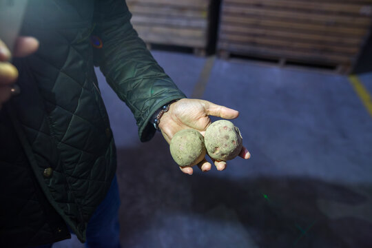 Close up view of a farmer hand holding two raw blue seed potatoes showing the quality of planting material in the dark vegetable storage warehouse with wooden crates on the background - Powered by Adobe