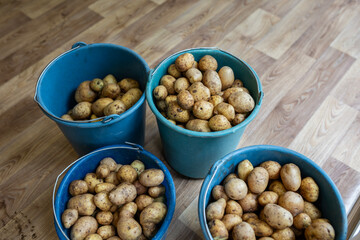 Four blue plastic buckets are filled with freshly harvested, washed potatoes. The fresh, raw tubers are in containers on a wooden laminate floor, viewed from a high angle.