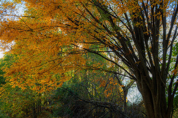Zelkova Village Green