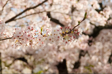 春の桜