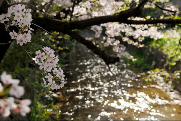 春の桜と小川