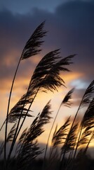 Silhouette Of Reeds Against Sunset Sky in Golden Hour