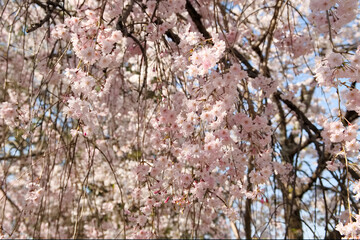 春の晴天と桜