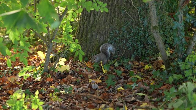 Grey squirrel foraging near tree in autumn park in England