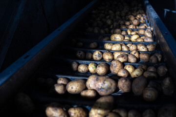 Pre-washed potatoes move on a complex system of industrial conveyor belts. This automated line transports the raw tubers for processing inside a high-quality potato starch production plant.