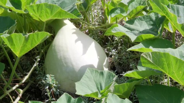 Hawaiian ipu gourd (Lagenaria Siceraria) growing on the vine, showing its texture, leaves, and natural light. Useful for agriculture, culture, botany, and traditional Polynesian plant footage.