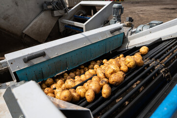 Pre-washed potatoes move on an industrial roller conveyor. This machine is part of the sorting and cleaning line in a high-quality potato starch production plant.