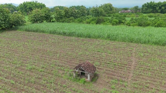 A wide shot of a vast Indonesian sugarcane field with newly planted crops and a small, rustic wooden farmer's hut (gubuk) used for storing tools, surrounded by trees under a bright sky.
