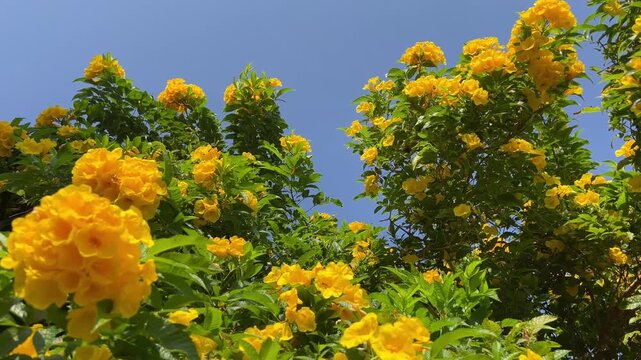 Yellow tropical flowers on a green bush against a blue sky
