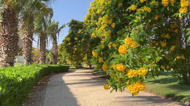 An alley of yellow tropical flowers on one side and tall palm trees on the other side against a blue sky