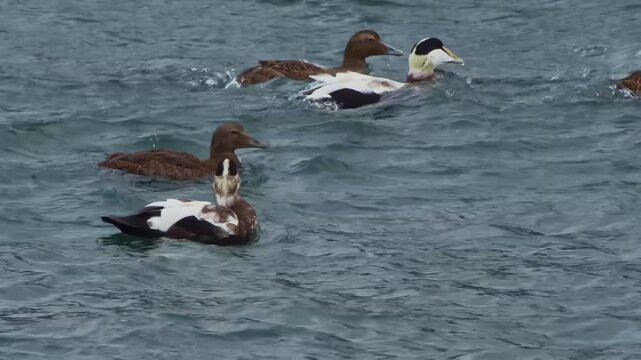 A group of Common Eider ducks (Somateria mollissima) swims in the choppy, cold waters off the coast of Iceland