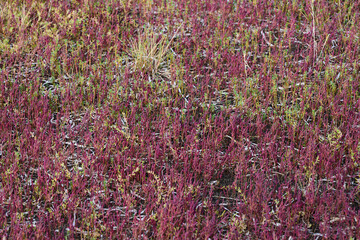 赤く紅葉した秋のサンゴ草