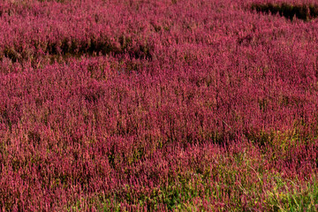赤く紅葉した秋のサンゴ草