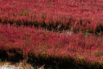 赤く紅葉した秋のサンゴ草