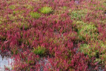 赤く紅葉した秋のサンゴ草