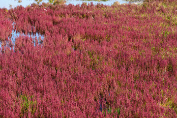 赤く紅葉した秋のサンゴ草