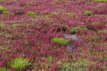赤く紅葉した秋のサンゴ草