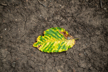 od green and yellow leaf on the ground