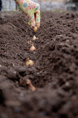 Planting onion sets: Hand in a floral glove sowing small onion bulbs into garden soil