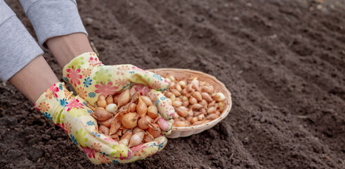 Pile of onion sets in cupped hands wearing bright gardening gloves against soil background