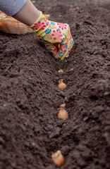 Planting onion sets: Hand in a floral glove sowing small onion bulbs into garden soil