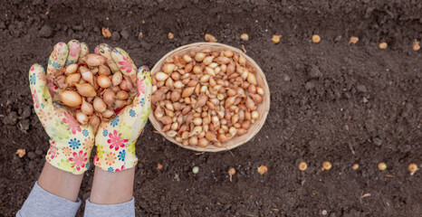 Pile of onion sets in cupped hands wearing bright gardening gloves against soil background