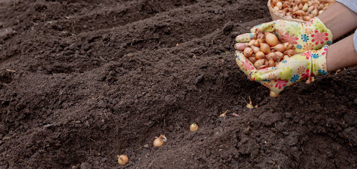 Pile of onion sets in cupped hands wearing bright gardening gloves against soil background