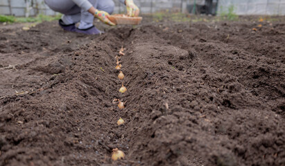 Planting onion sets: Hand in a floral glove sowing small onion bulbs into garden soil