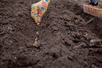 Planting onion sets: Hand in a floral glove sowing small onion bulbs into garden soil