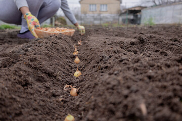 Planting onion sets: Hand in a floral glove sowing small onion bulbs into garden soil