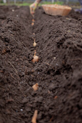 Planting onion sets: Hand in a floral glove sowing small onion bulbs into garden soil