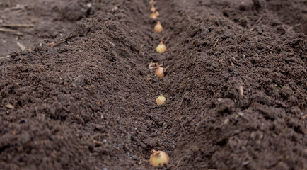 Planting winter onion: small bulbs in the furrow of prepared soil