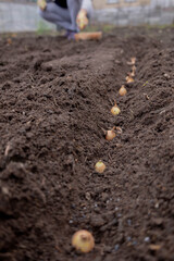 Planting onion sets: Hand in a floral glove sowing small onion bulbs into garden soil