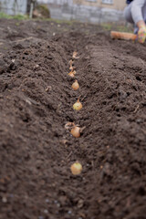 Planting onion sets: Hand in a floral glove sowing small onion bulbs into garden soil