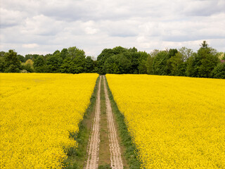 Road leading through a blooming rapeseed field towards a green forest line