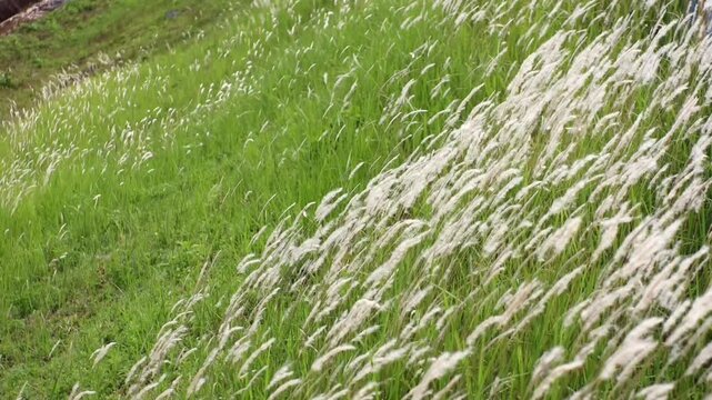 Wild Cogon Grass Swaying Gently in the Breeze
