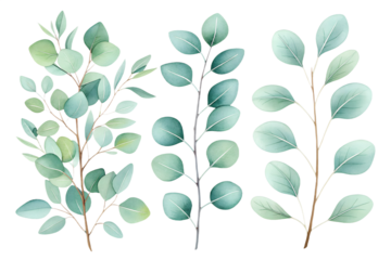 A delicate watercolor set of eucalyptus branches painted in soft green tones. Each element is isolated on a transparent background, perfect for wedding invitations, botanical compositions, branding, n