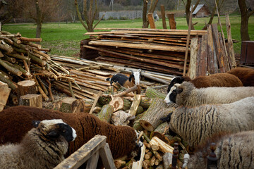 Farm animals gather around wooden logs and stacks in a scenic rural setting during a tranquil...